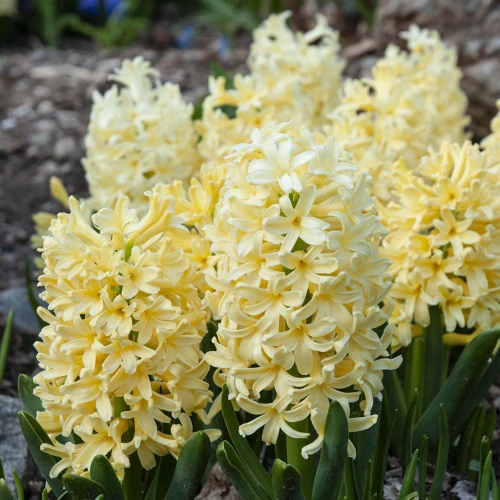 Hyacinth Yellowstone